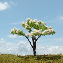 model trees